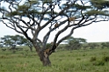 Serengeti tralover01